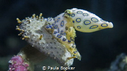 Blue Ringed Octopus in Raja Ampat by Paula Booker 